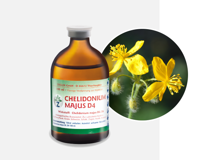 CHELIDONIUM MAJUS D4